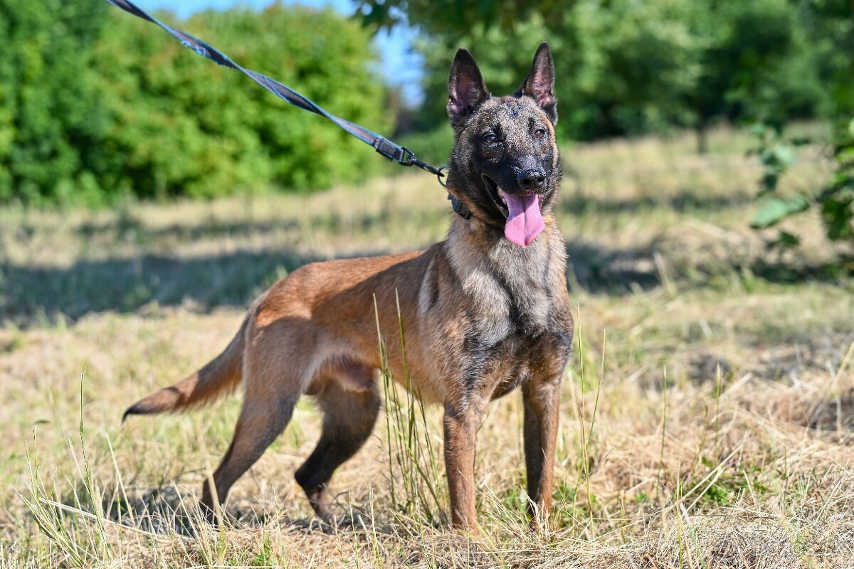 Belgický ovčák malinois