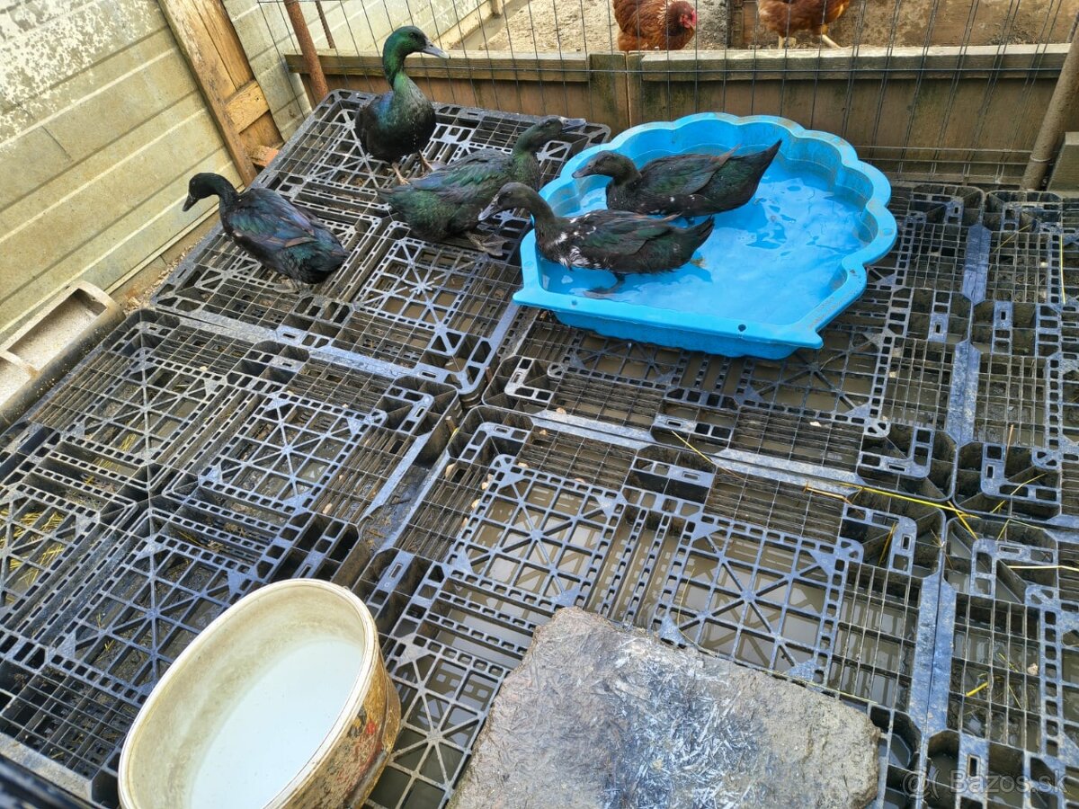 Nasadove vajcia Kajuga