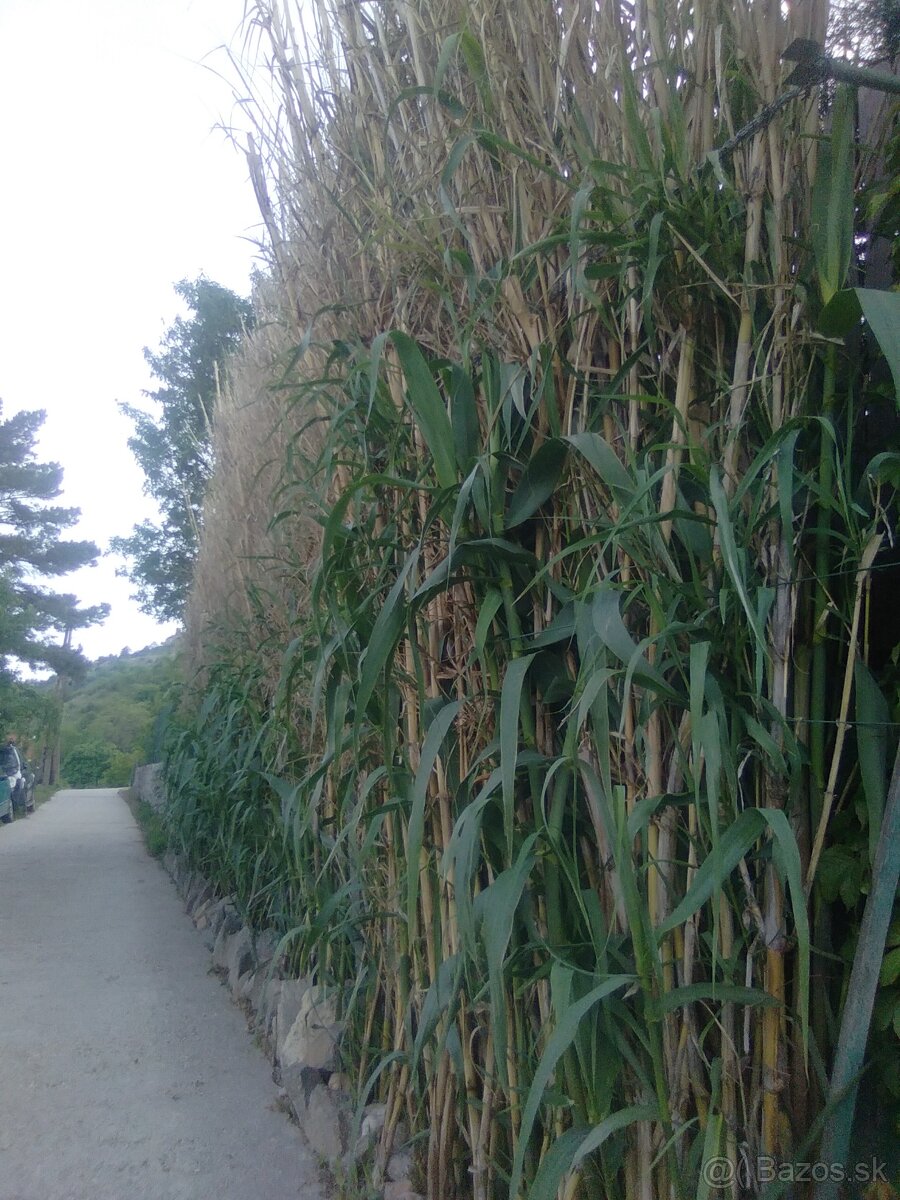 Hybridné bambusy
