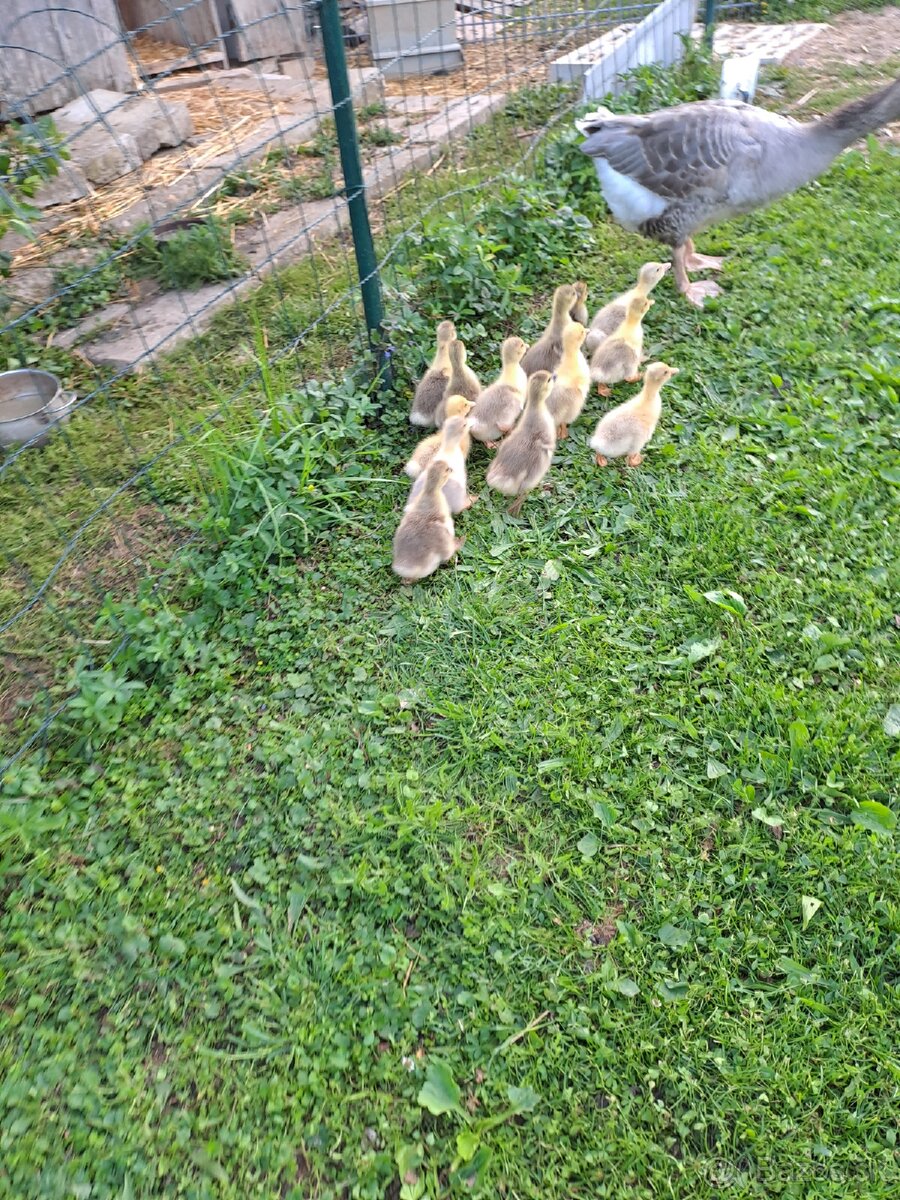 Hus Landeská húsatá