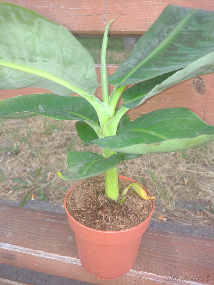 MUSA BASJOO