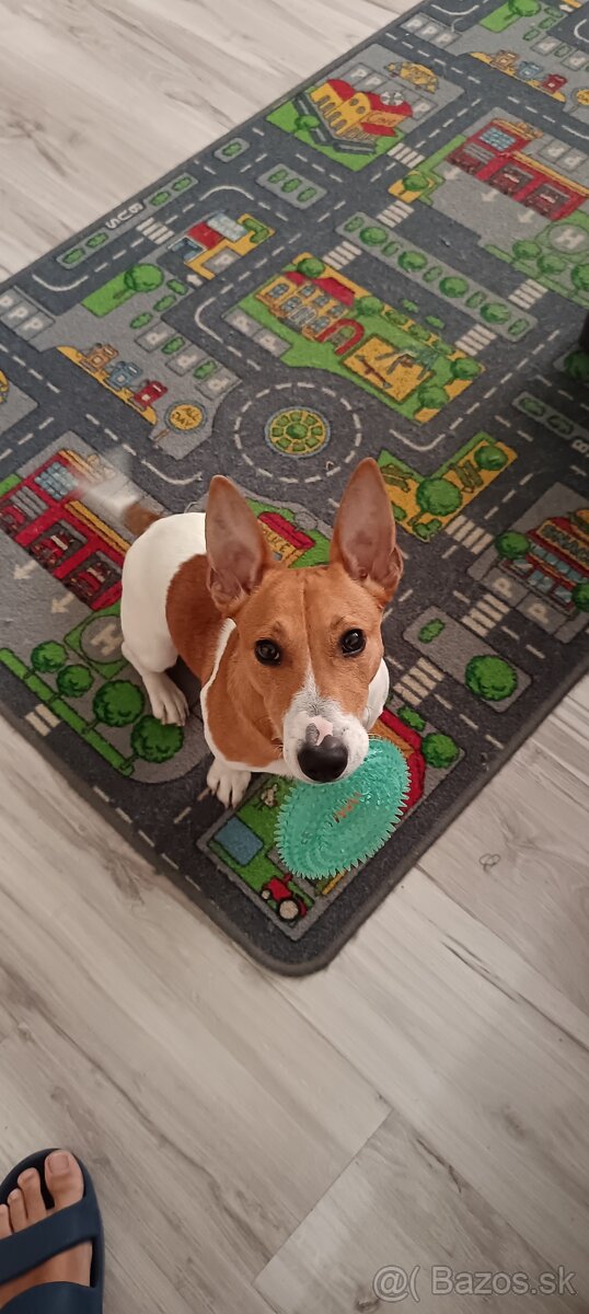 Jack Rassel teriér