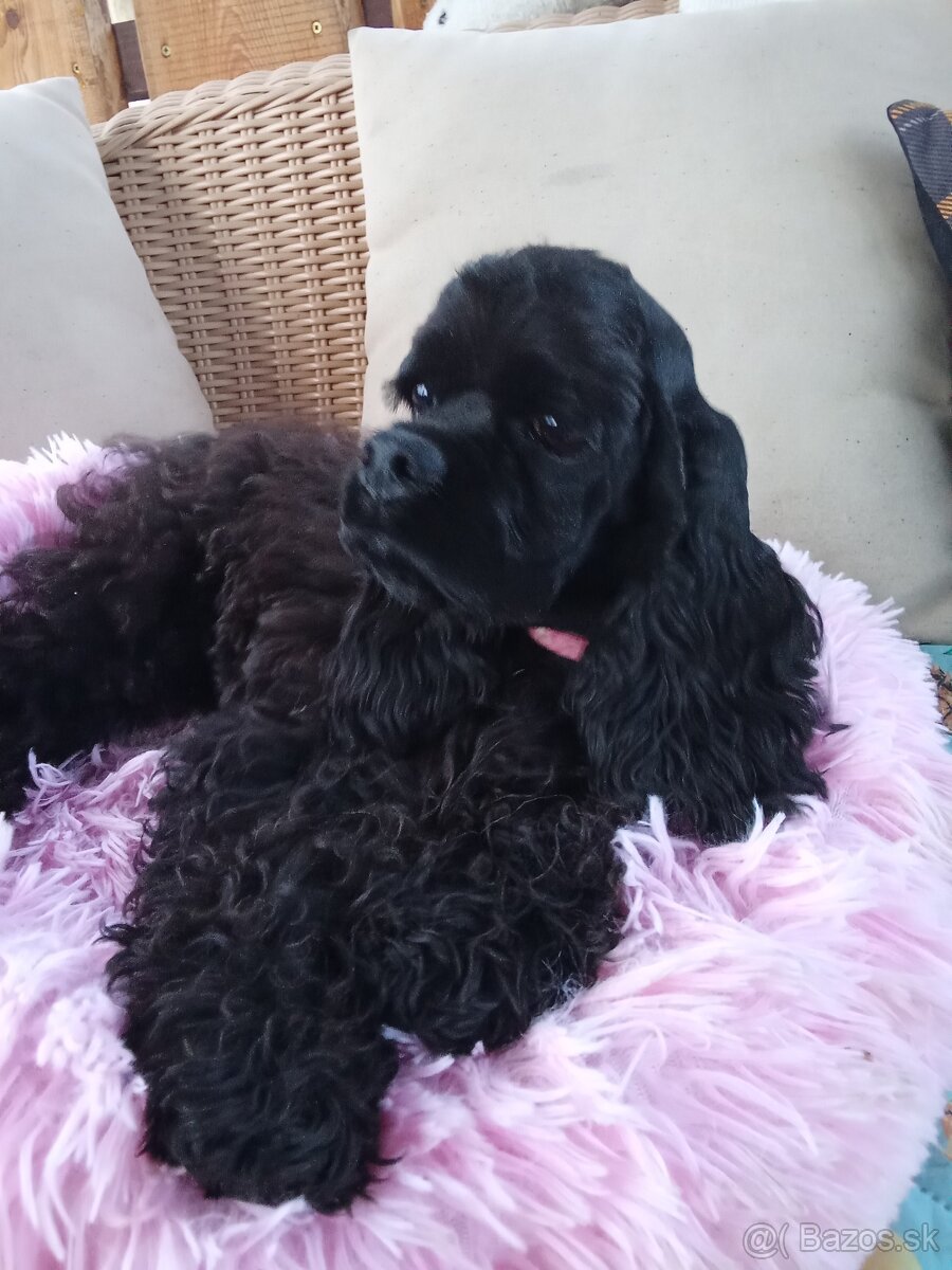 Americký kokeršpaniel/s pp