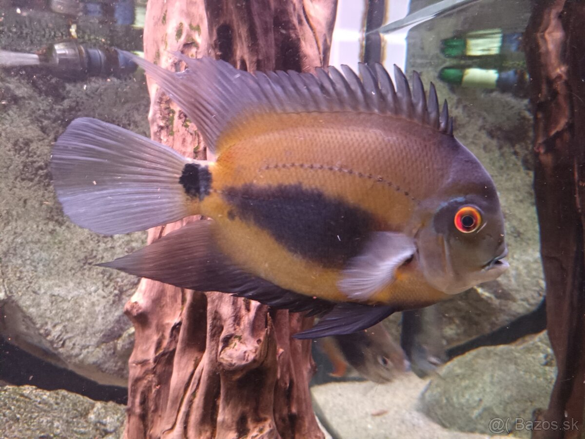 Uaru amphiacanthoides