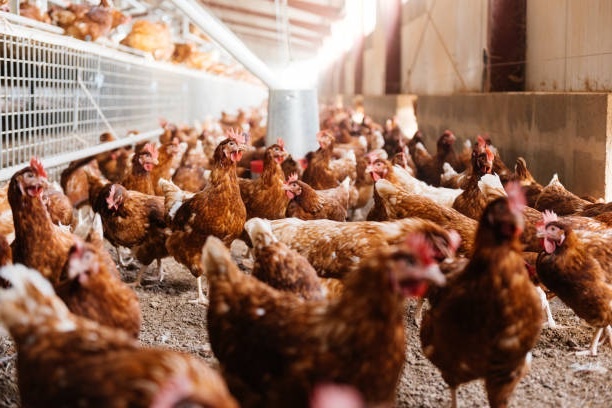 Sliepky na predaj +dovoz