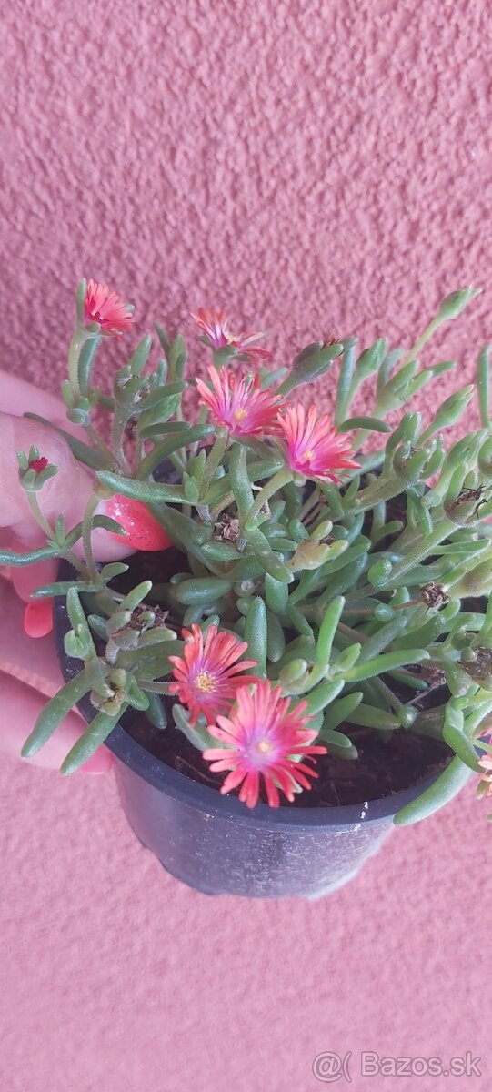 Delosperma