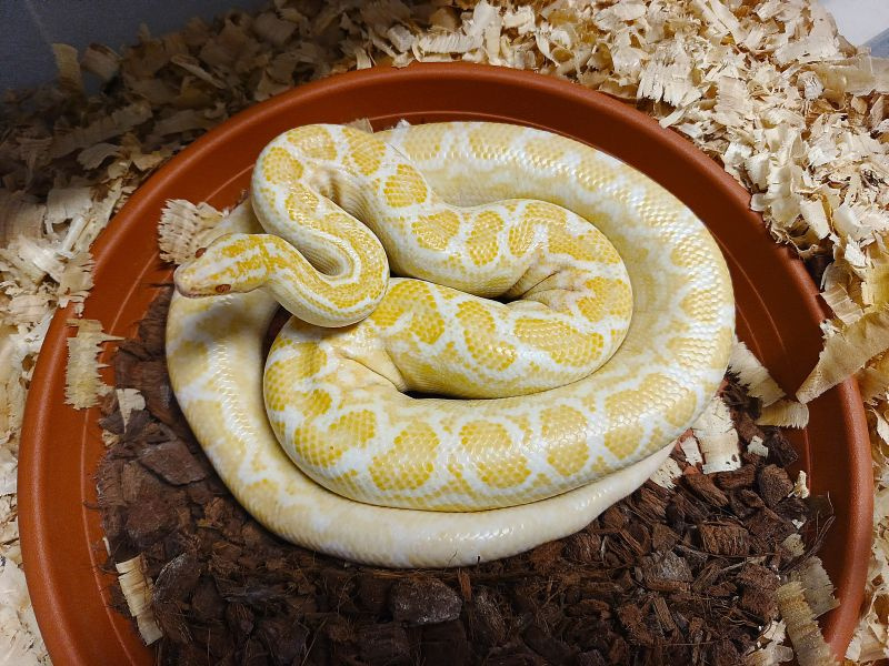 HADY na predaj - rušenie chovu