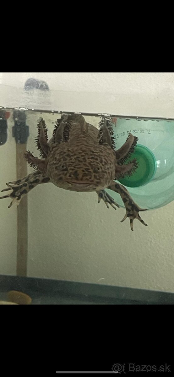 Darujem Axelota