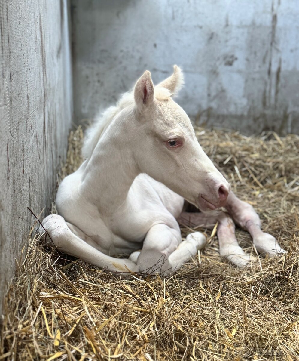 Cremello klisnička s odznaky s reining/cutting původem