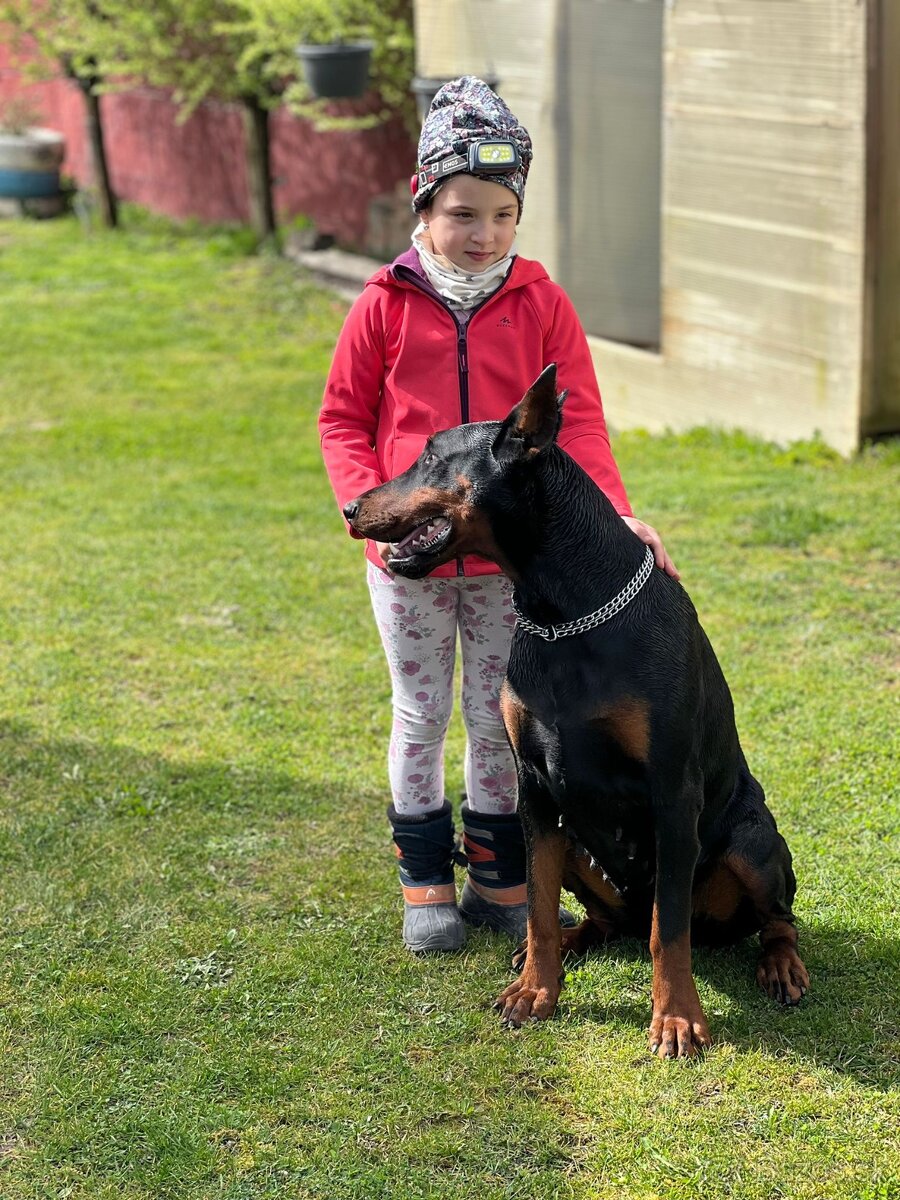 Doberman