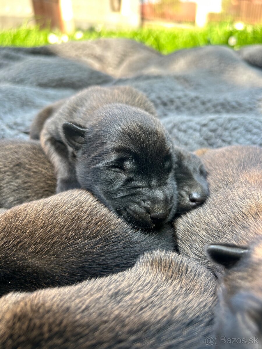 Belgicky ovčiak malinois