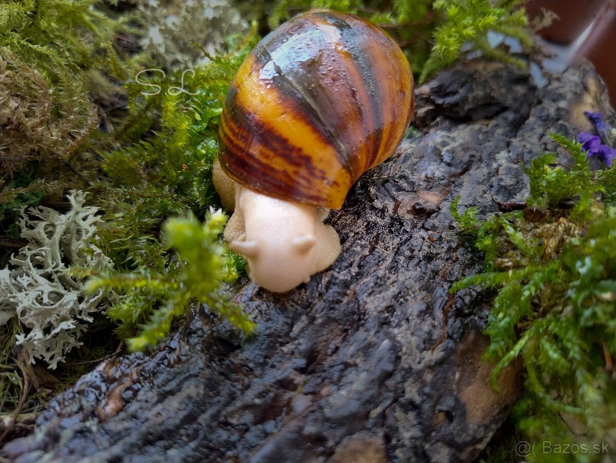 Slimák africký - Archachatina marginata Ovum silver body