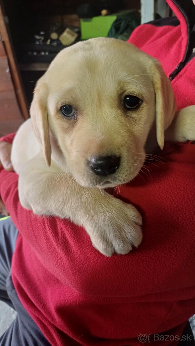 Šteňatá labrador čistokrvný