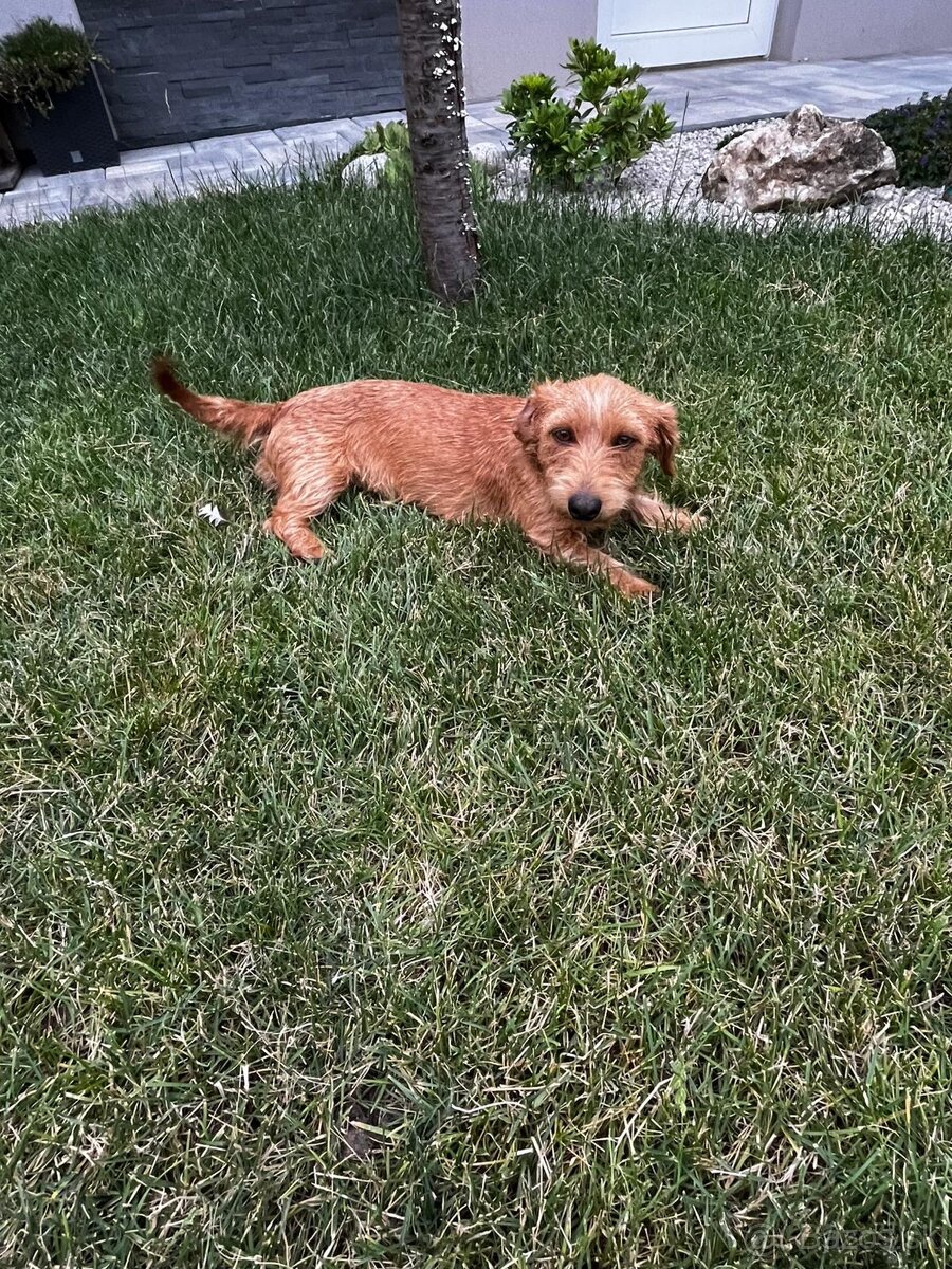 Darujem psa mensieho vzrastu