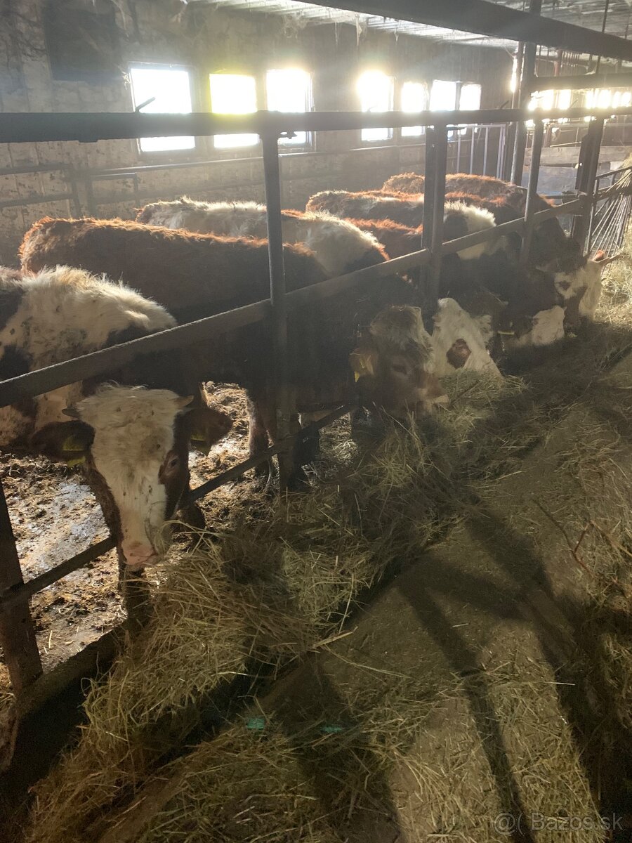 Predám teľatá - zástav 19ks