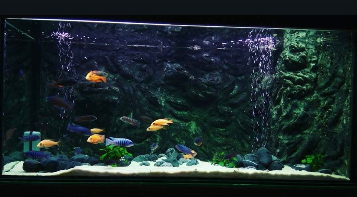 Akvarium