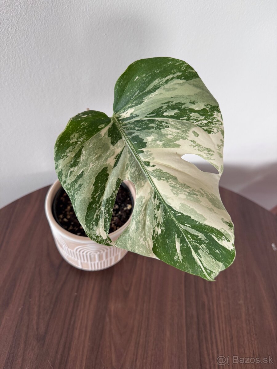 Monstera