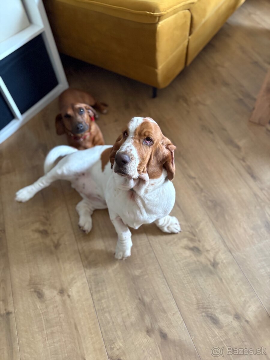 Basset fenka za symbolickú cenu