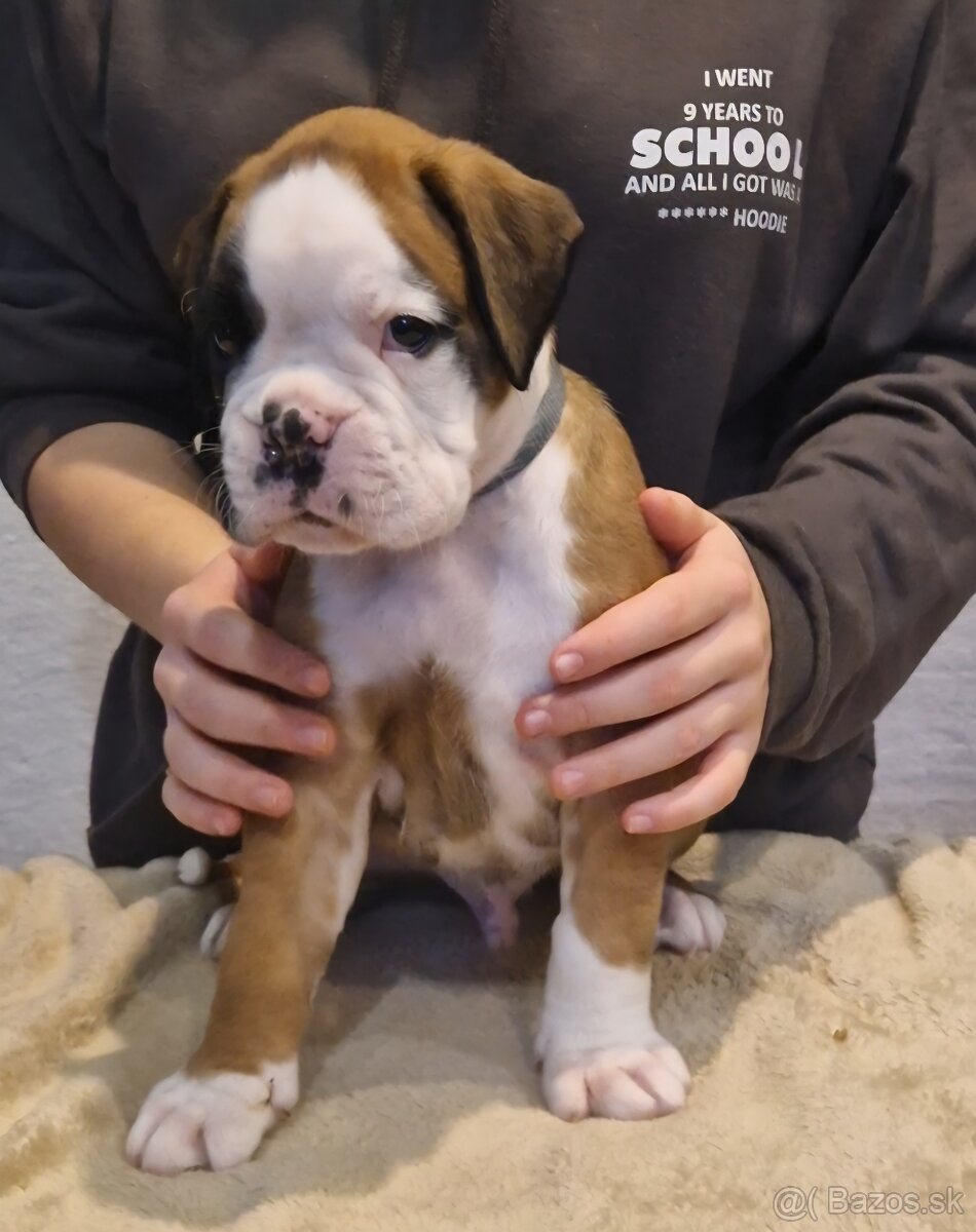 Nemecky boxer s pp - psík