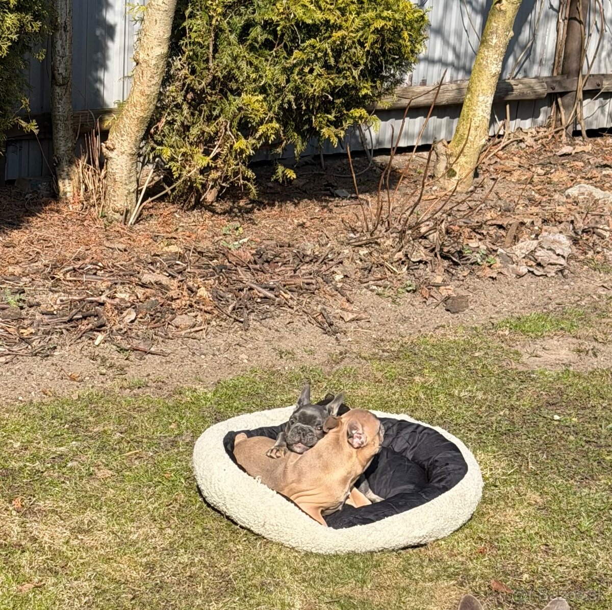 Francúzsky buldocek