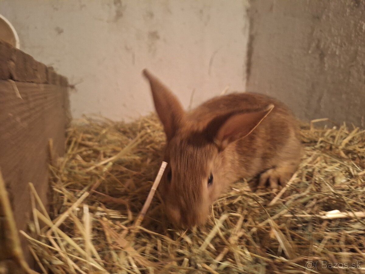 Predávam zakrslé králiky - 10