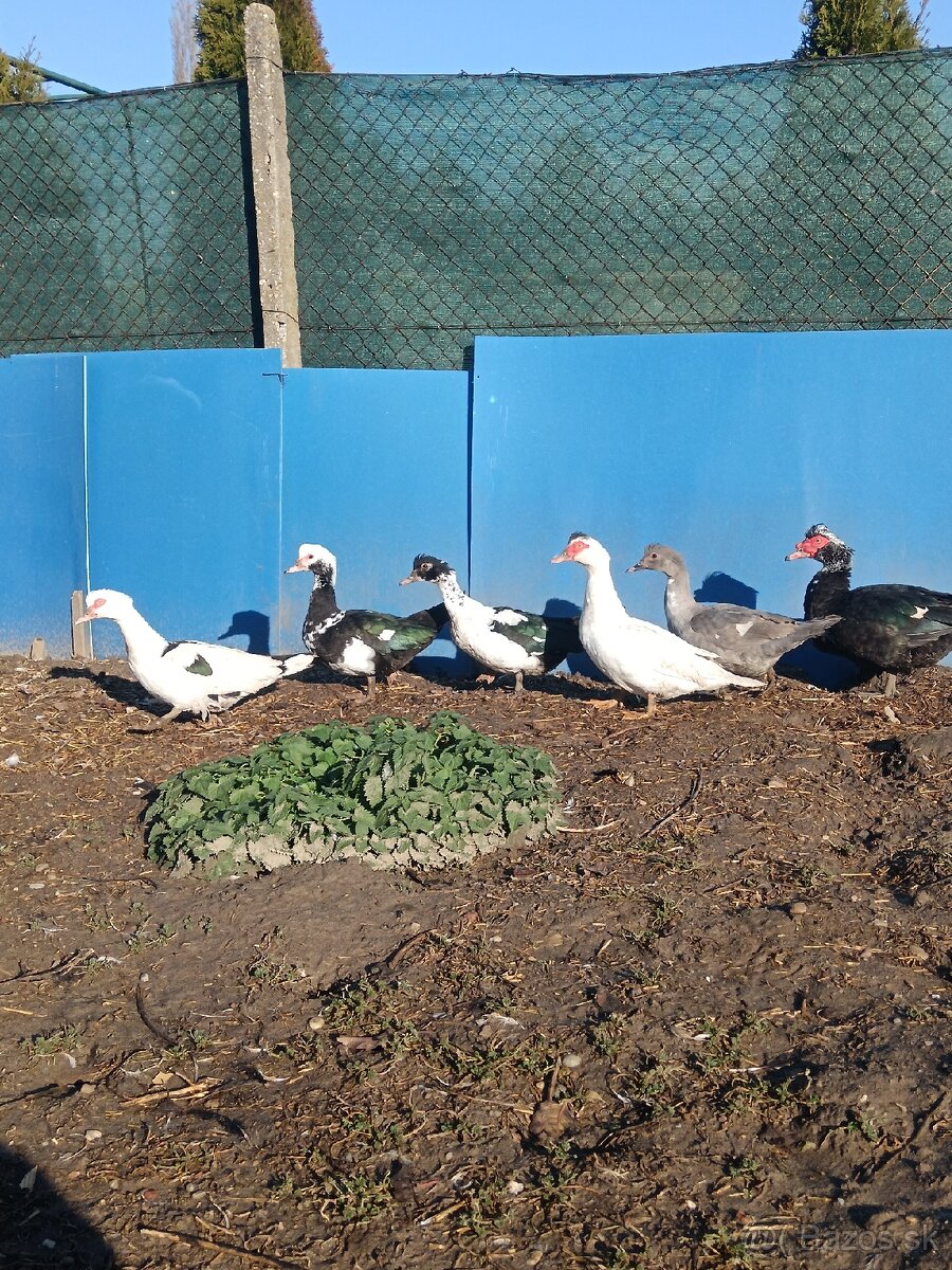 čínske kačice - 10