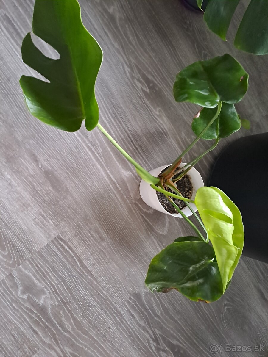 Monstera kvet cca 30-40cm - 10