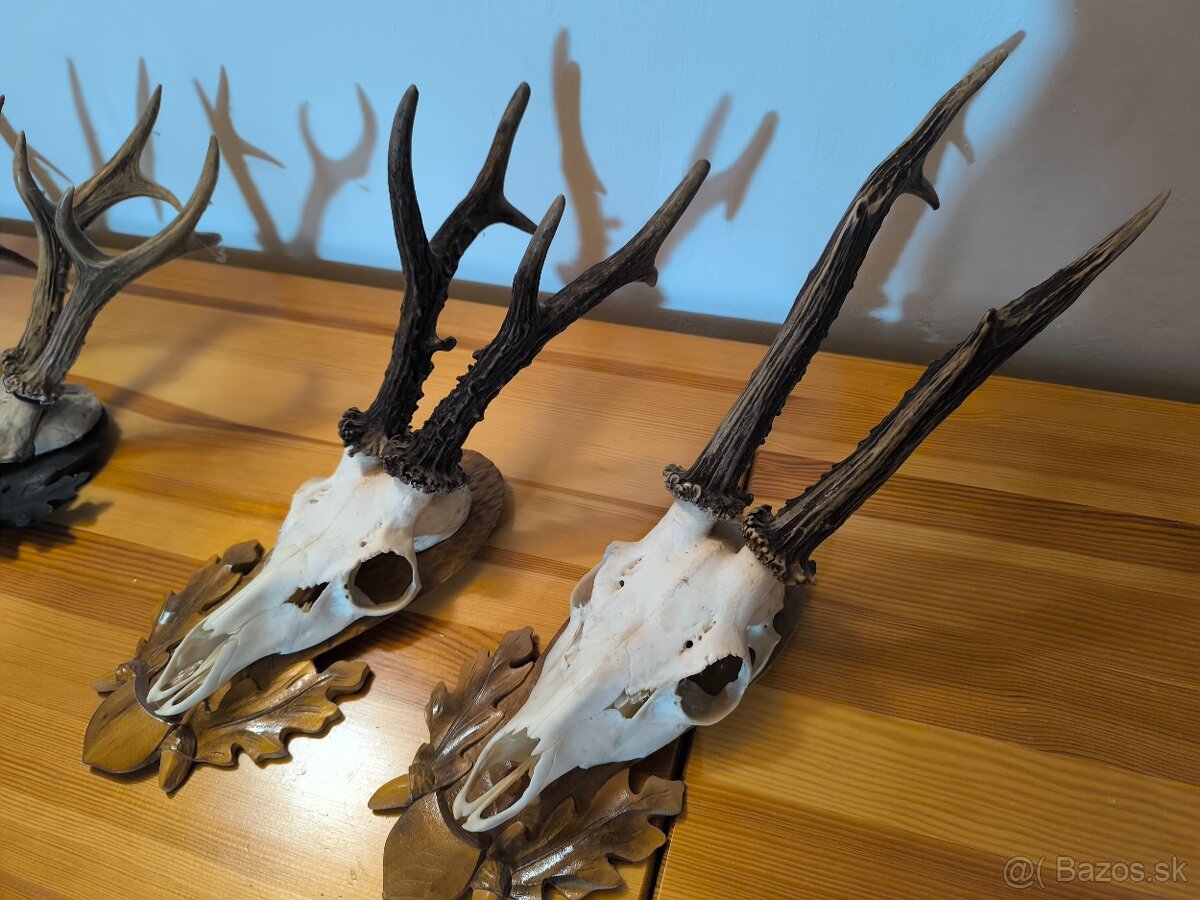 Trofeje srnca - 10