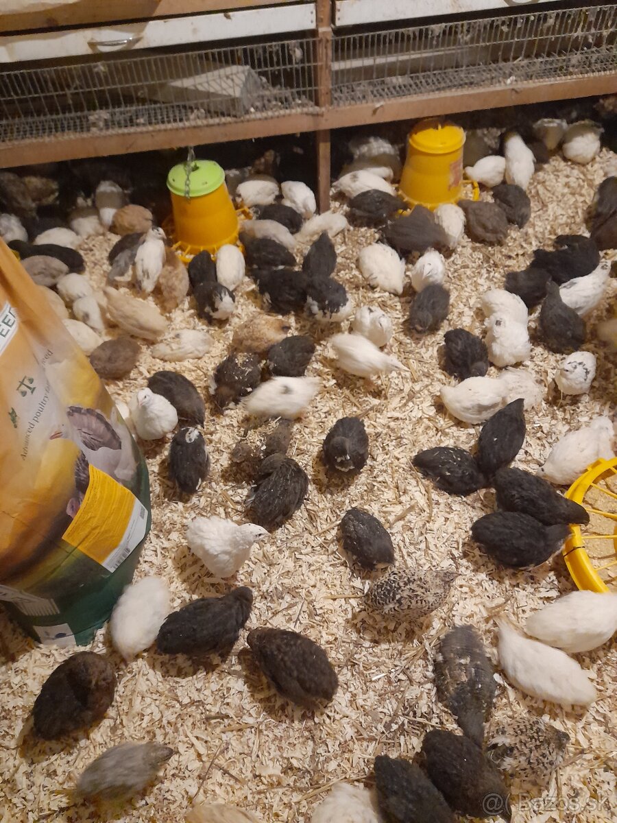 Prepelice japonské-sliepky - 10