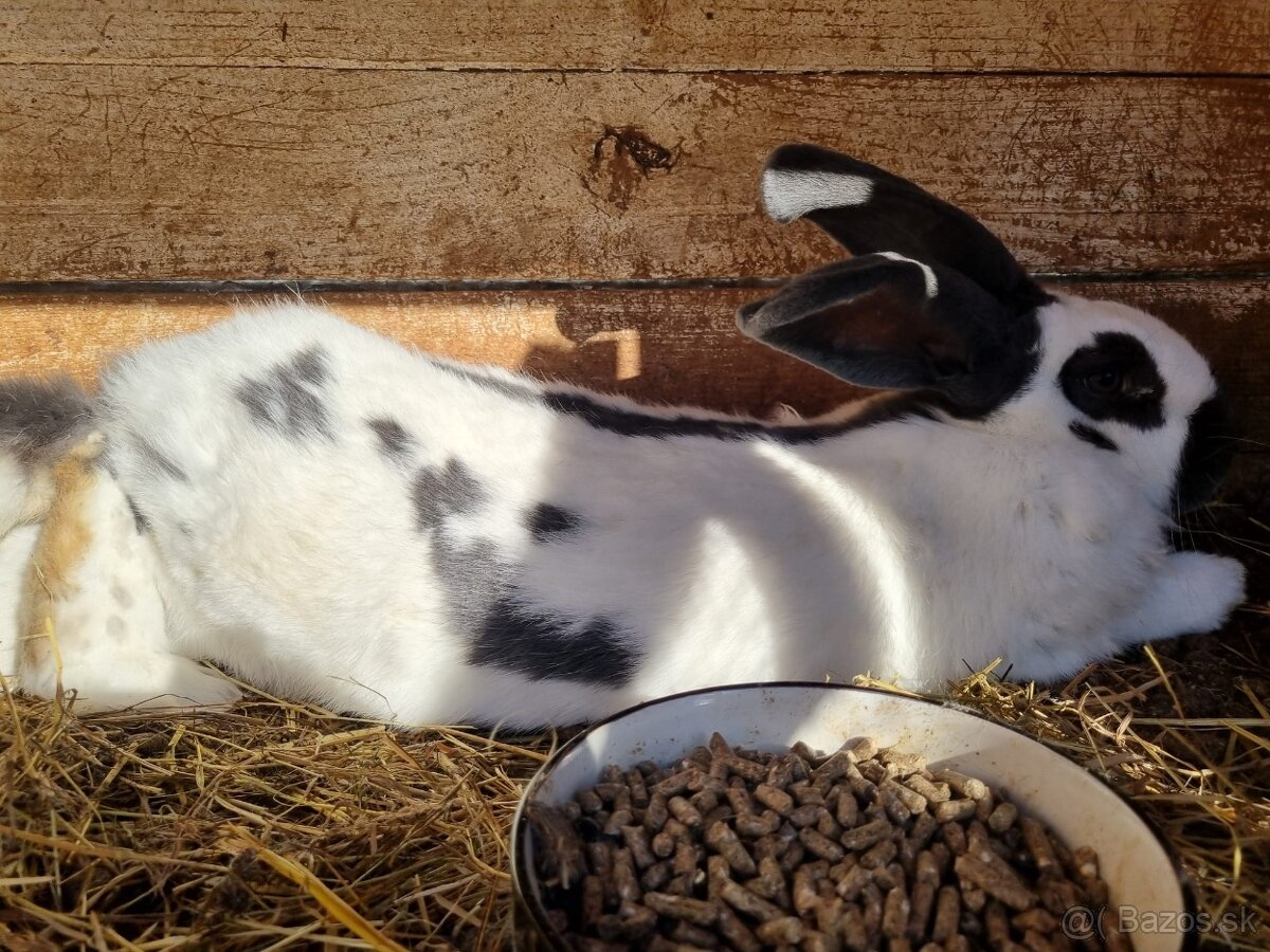 NOS ,FRANCUZSKY BARAN - 10