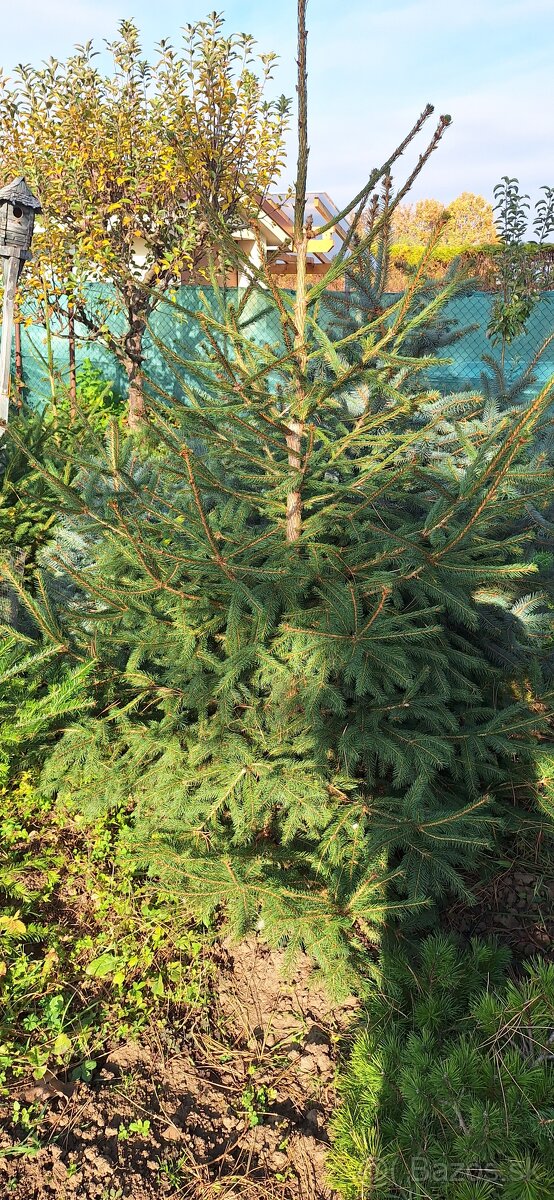 Živé smreky🎄 ako Vianočný stromček🎄 - 10