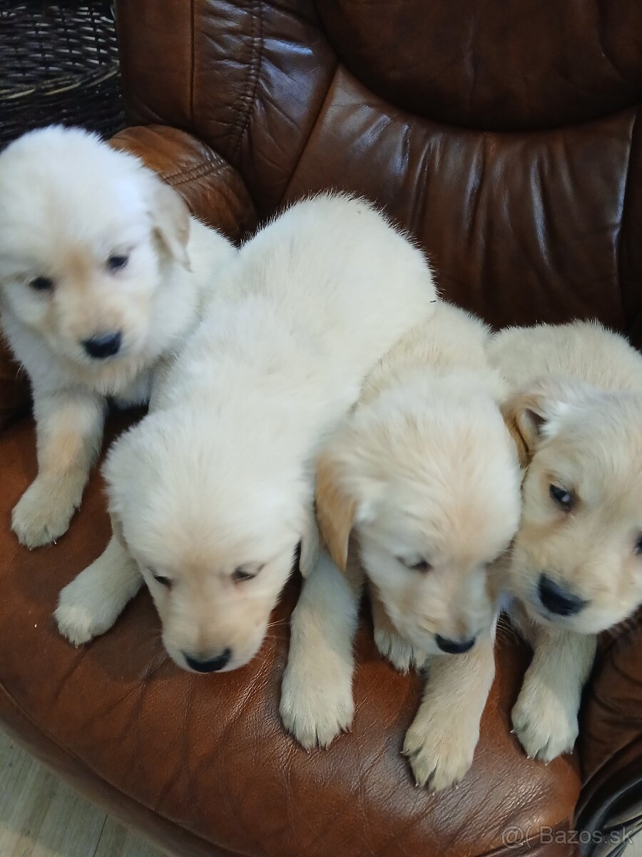 Predám šteniatka Zlatý retriver - 10