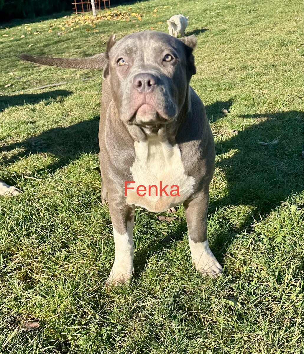 American Bully XL - 10