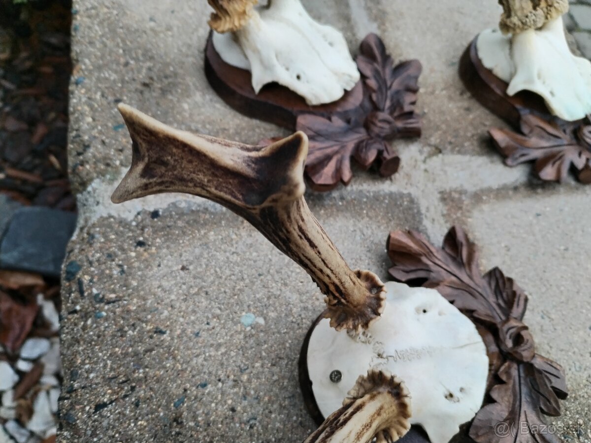 Trofeje srncov na podlozkach - 10