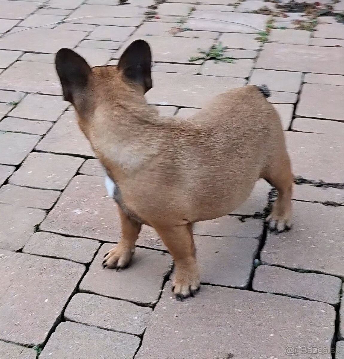 Francouzsky buldoček s PP - sučky - 10