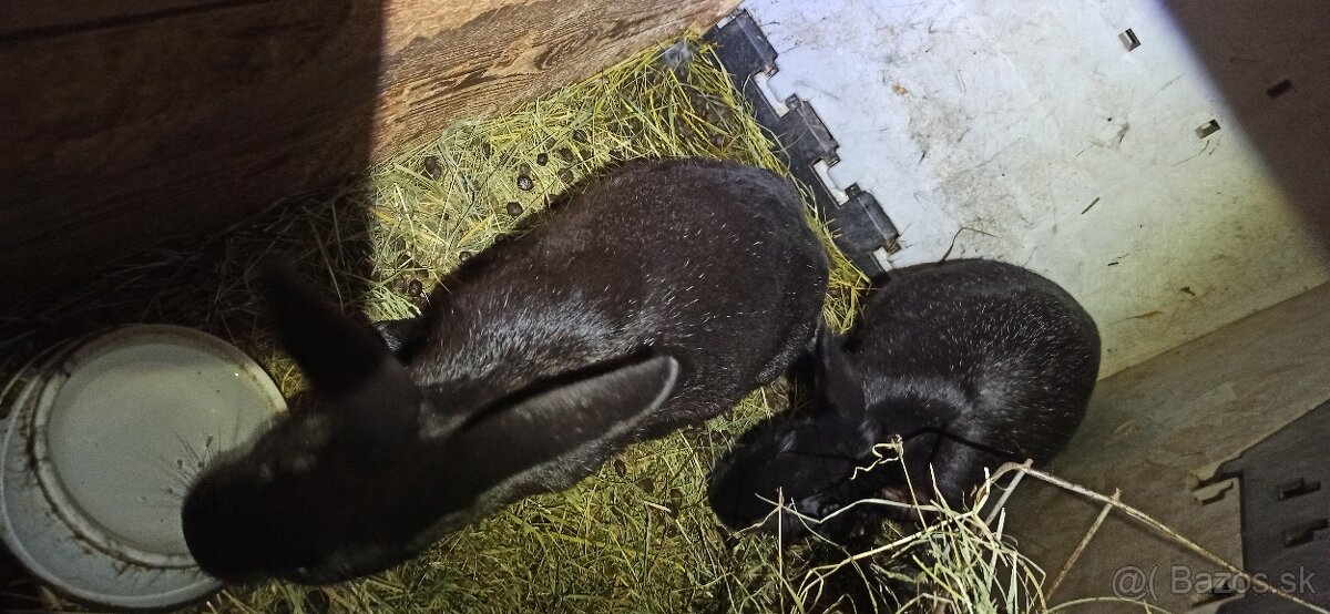 Predám králiky 4,5 mesačne - 10