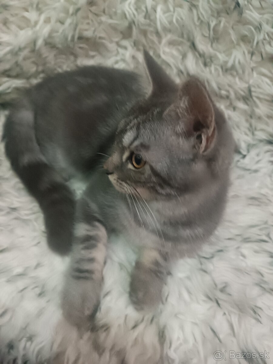 Britske maciatka - 10