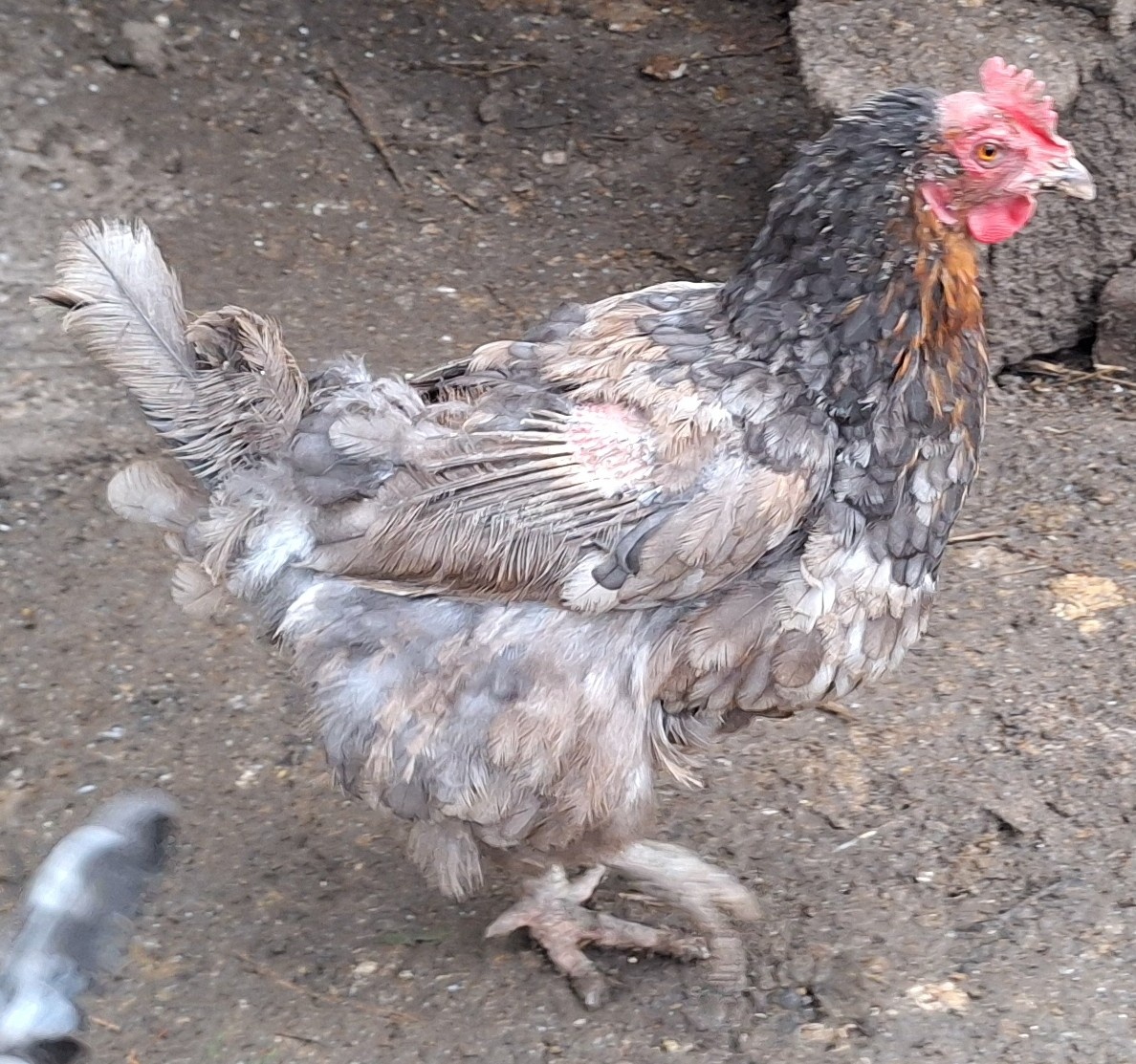 sliepky na polievku 5ks - 10