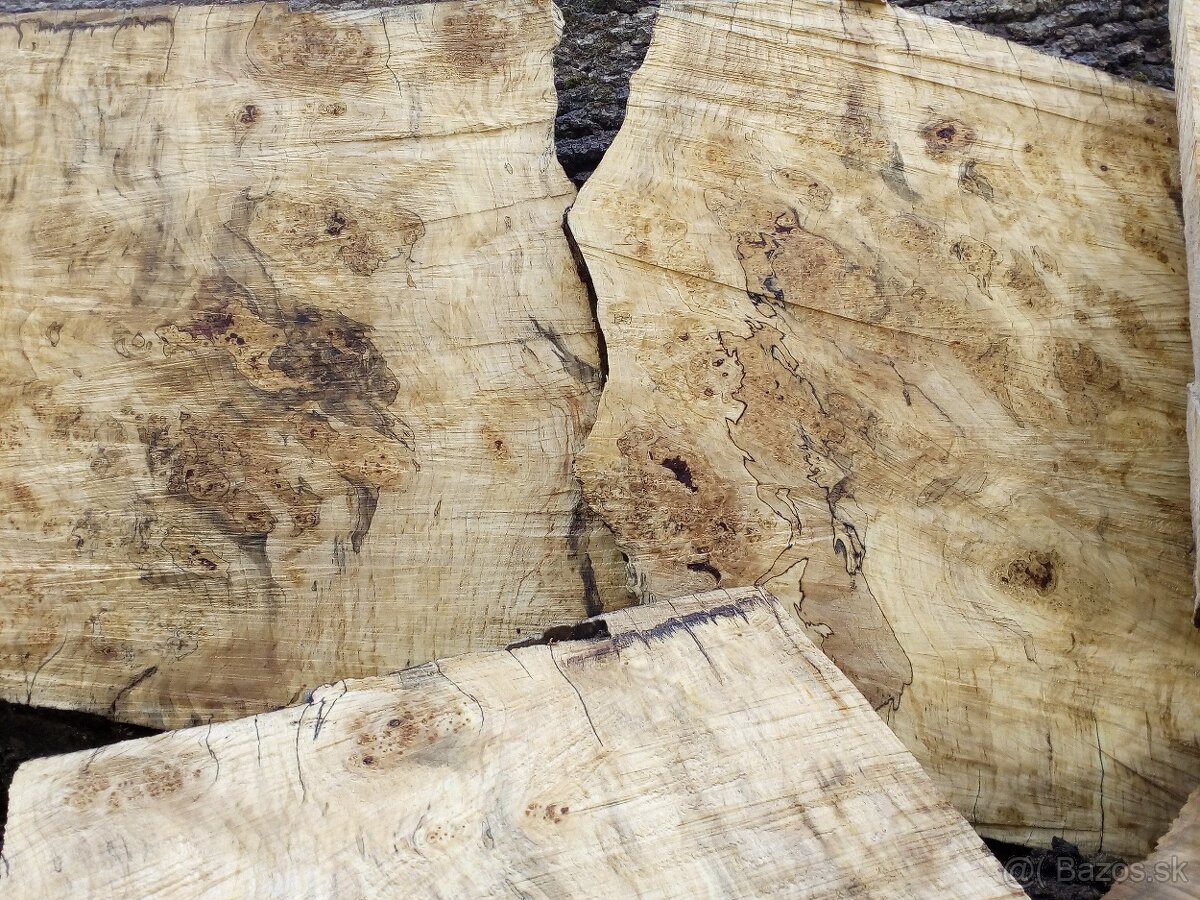 Očková jelša, očkový javor,očková hlošina,nádory, korenica.. - 10