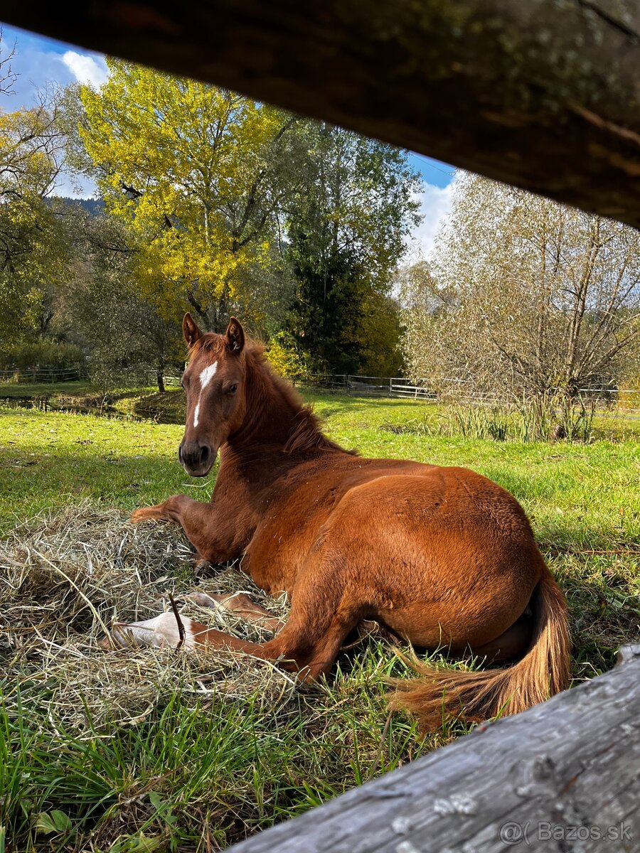 APH SORREL ŽREBČEK NA PREDAJ - 10