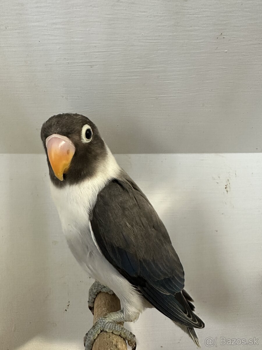 Agapornis škraboškový - 10