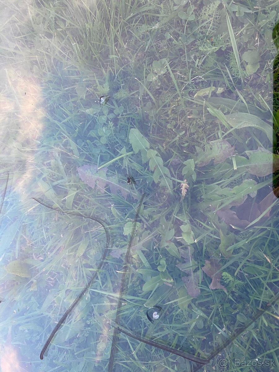 Predám čelné sklá do leon1, golf 5 passat B6, škoda octavia2 - 10