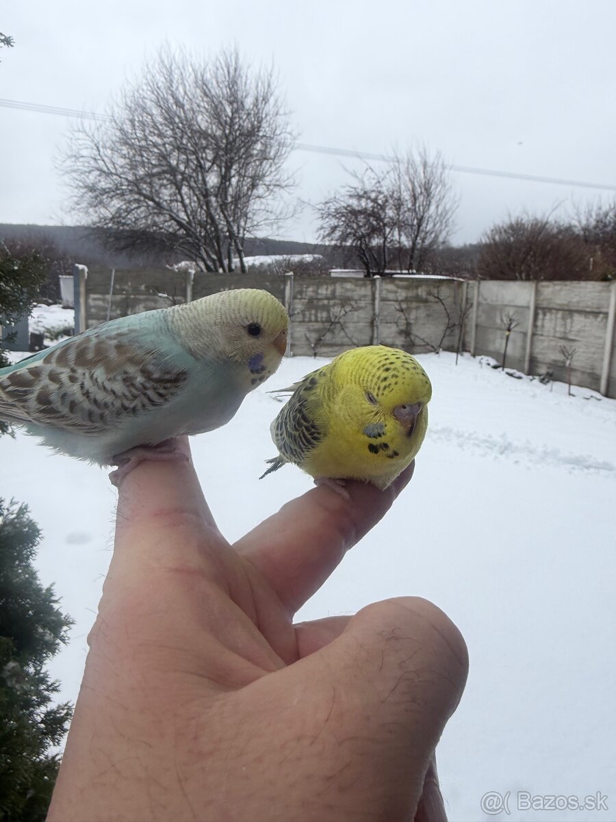 Andulky mlada Maznačik - 10