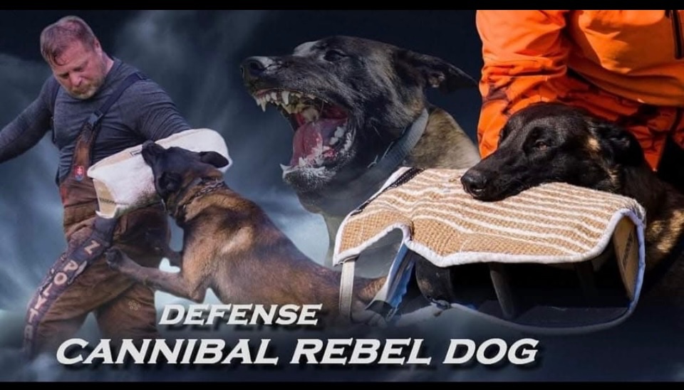 Belgický ovčák Malinois s PP 7.týdnů - 10