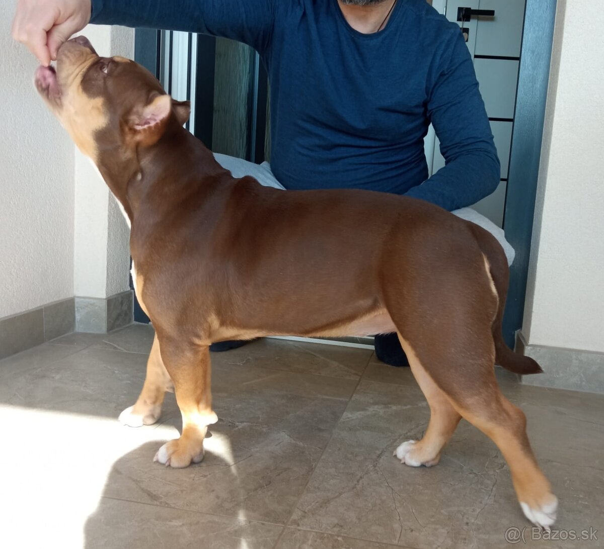 American bully Pocket / Standard s PP - 10