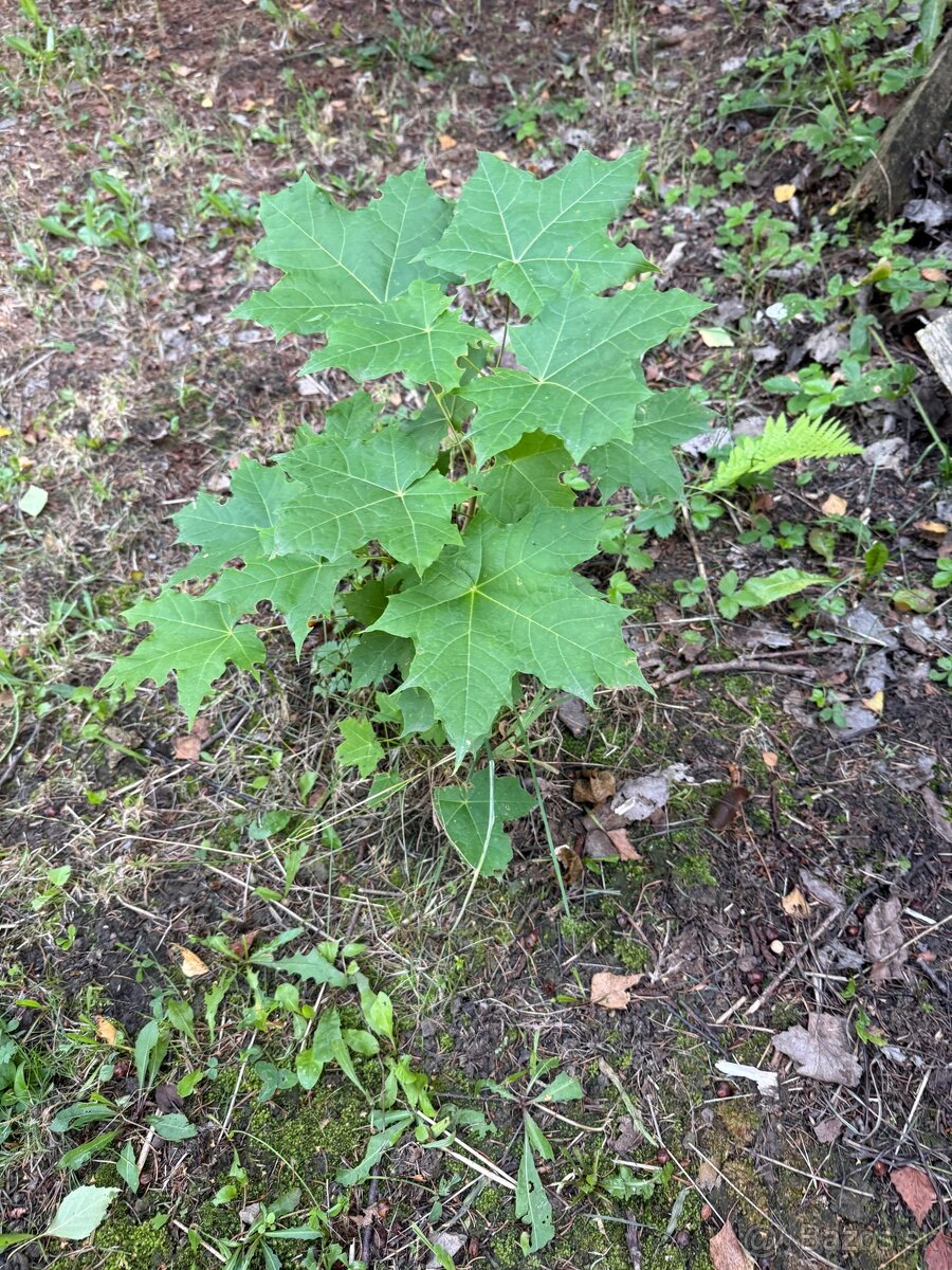 Predáme stromčeky - 10
