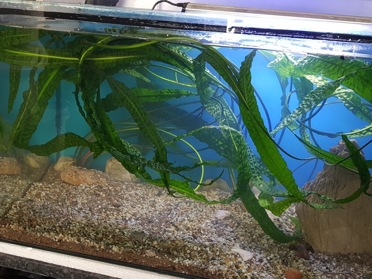 krásne zabehnuté 130 litrové akvárium - 10