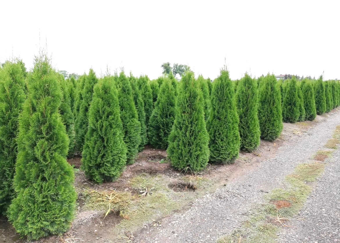 TUJE SMARAGD Premium -Prešov, Východ - 10