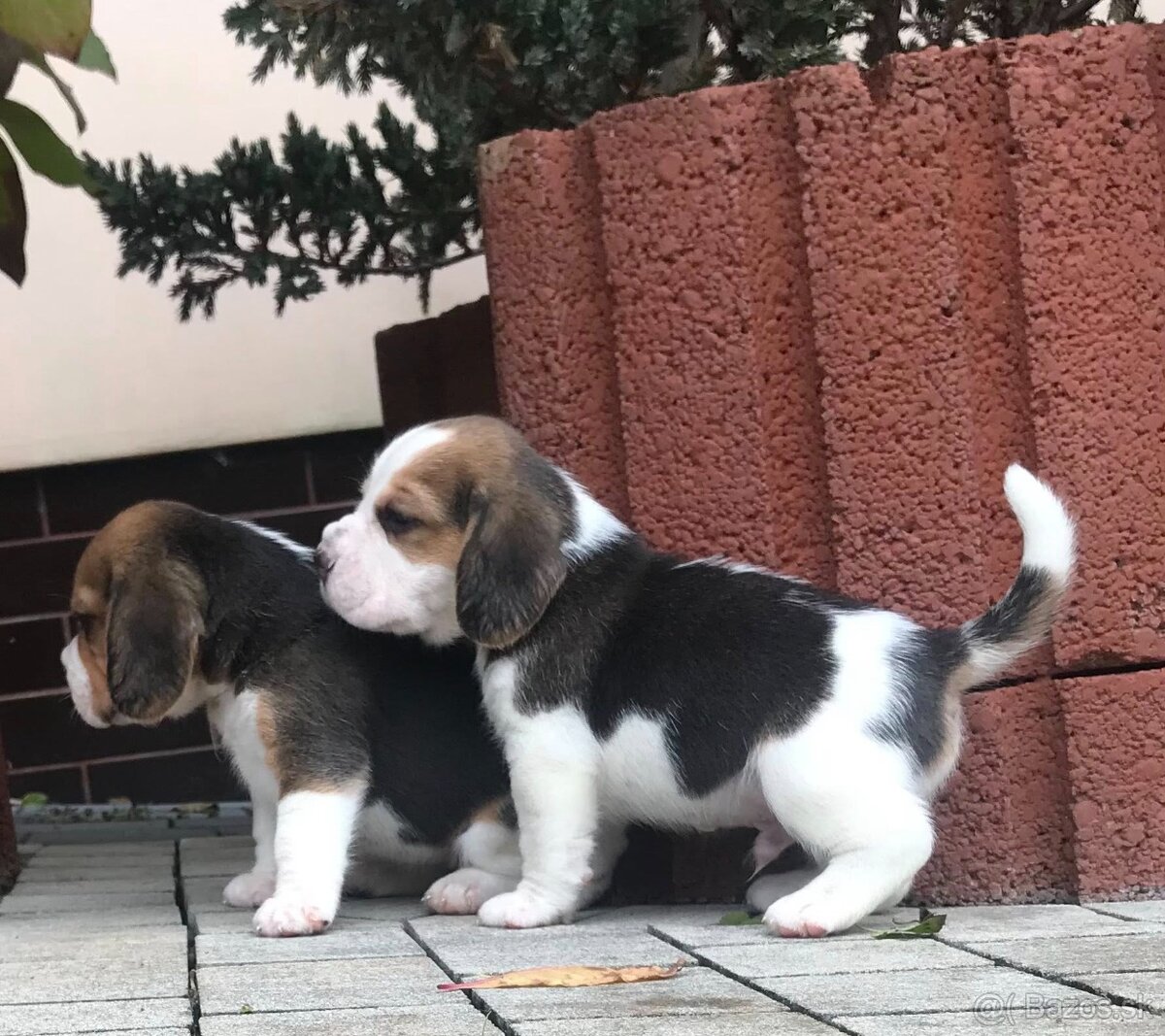 Bígel Beagle Bigl s PP FCI - 10