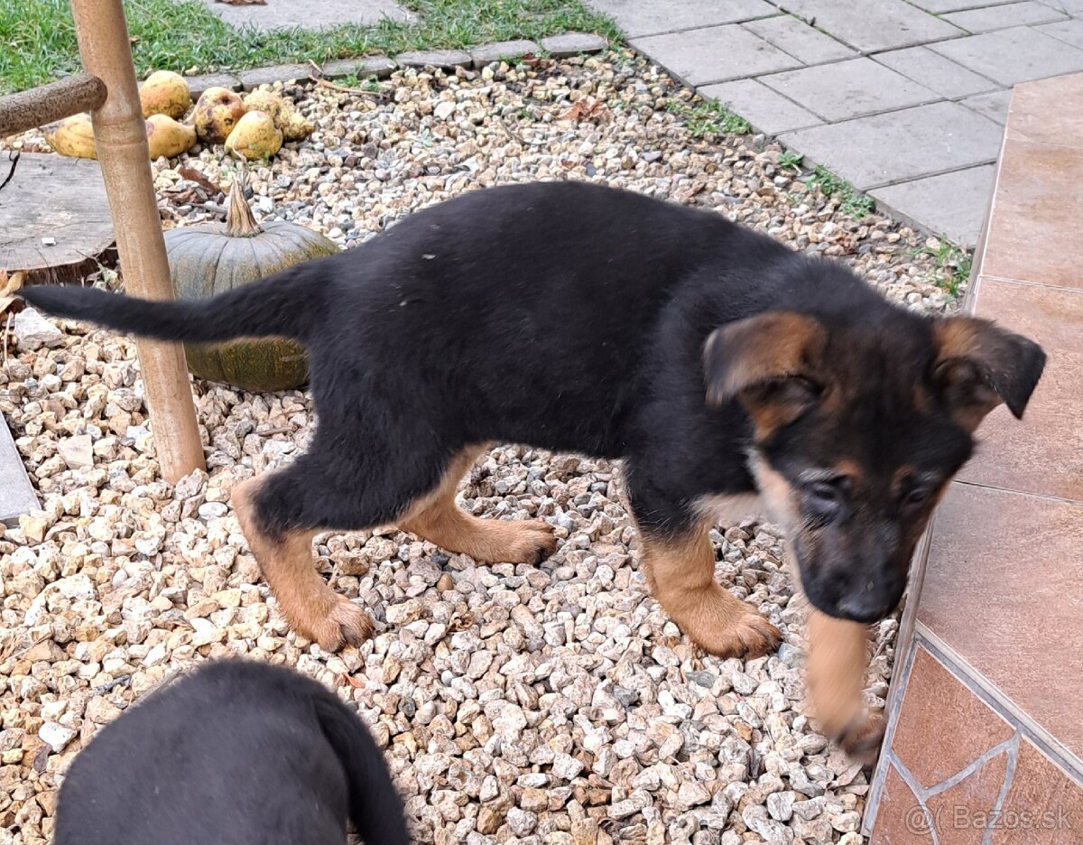 Nemecký ovčiak - šteniatka - 10